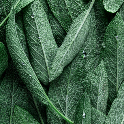 Collection image for: Nature as Essence