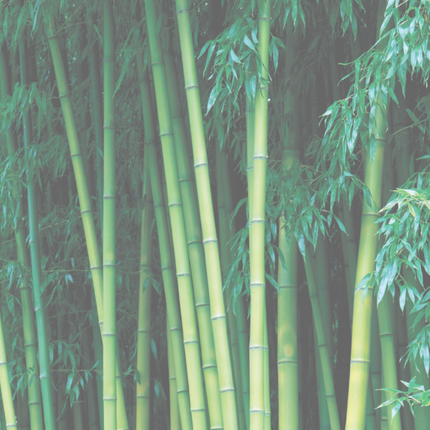 Collection image for: Bouncy bamboo / beschadigd haar