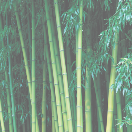 Bouncy bamboo / beschadigd haar