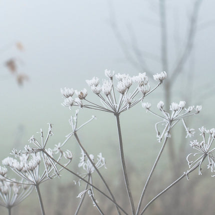 Morning Dew / hydratatie