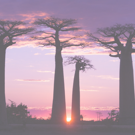 Collection image for: Straight baobab / pluizig haar