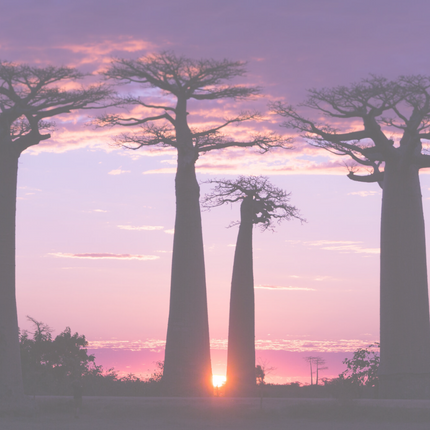 Straight baobab / pluizig haar